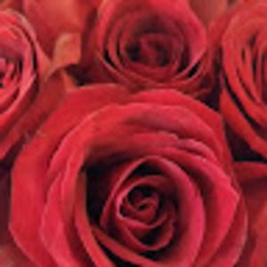 Meet your Posher, Rose